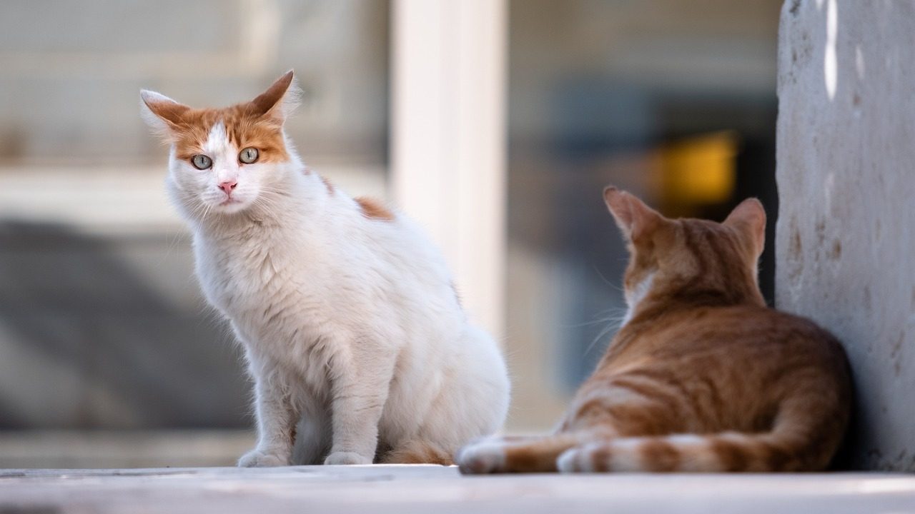 cats, stray cats, animals, street cats, feral cats, domestic cats, feline, nature, mammals, portrait